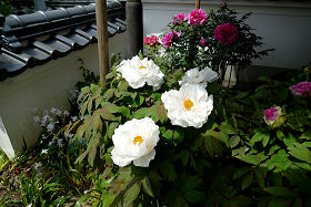 ��������